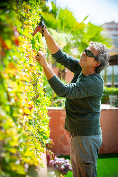 istock gardener trimming plants on a sunny day 1312836185