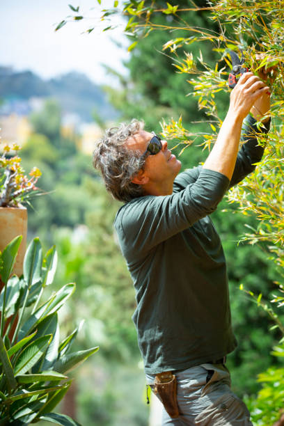 istock gardener trimming plants on a sunny day 1312836208