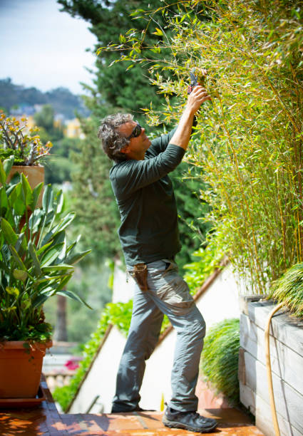 istock gardener trimming plants on a sunny day 1312836217