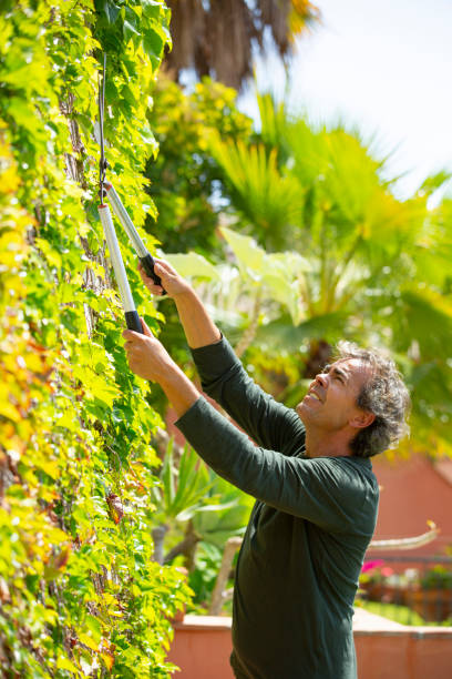 istock gardener trimming plants on a sunny day 1312836228