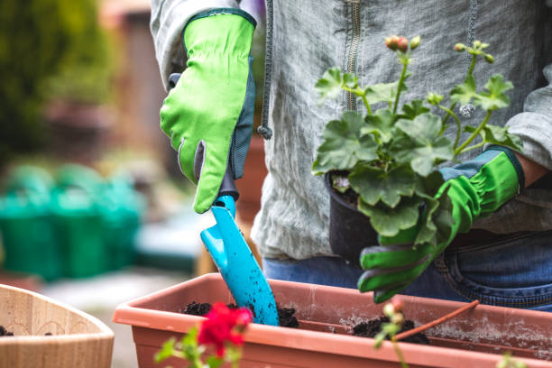 istock Planting geranium flowers into window box in garden 1312836252