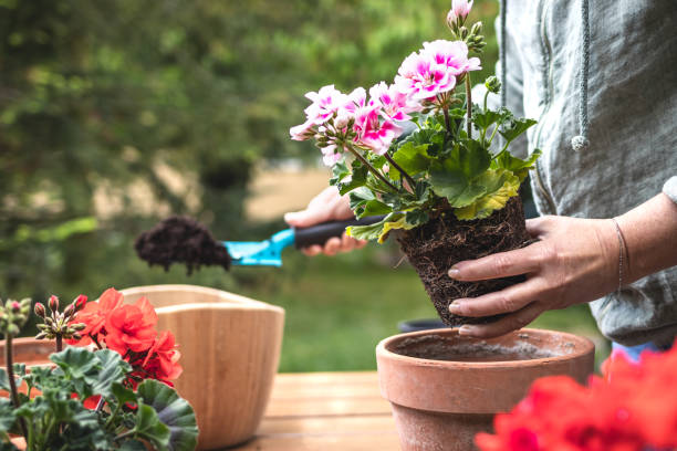 istock Planting geranium plant into terracotta flower pot 1312836313