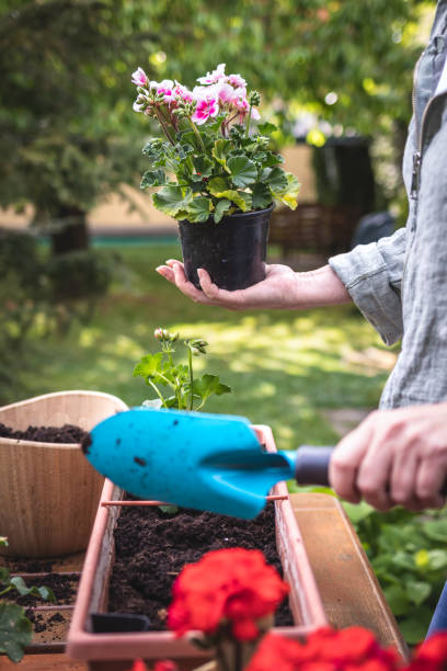 istock Planting geranium seedling in garden 1312836314