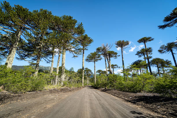 Dirt road running through Araucarias forests at Conguillio National Park in La Araucania region. southern Chile