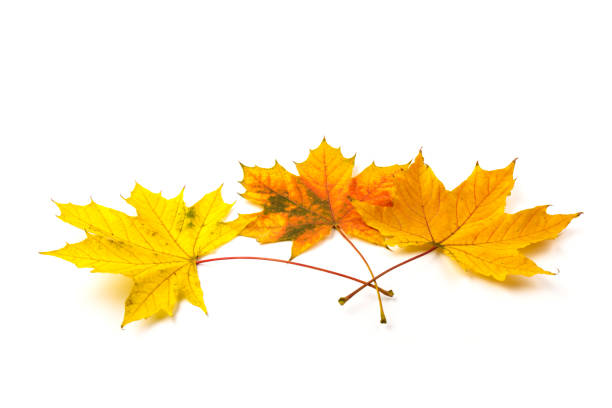 istock Autumn maple leaf close-up on white background. rich color background 1312838279