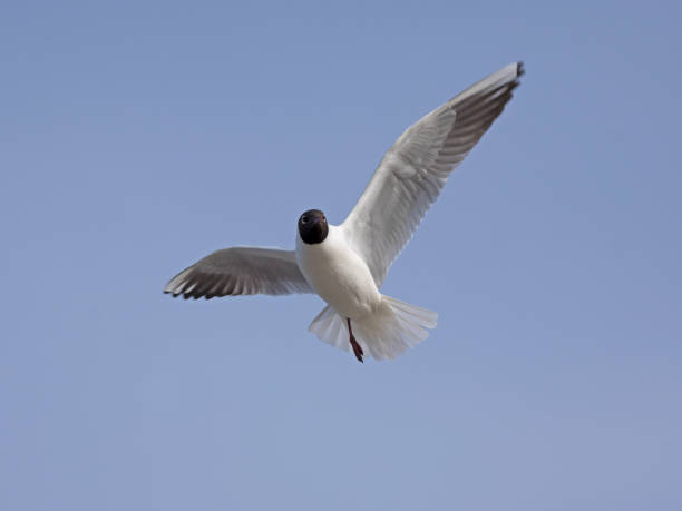 istock close-up flying Black-headed gull in the sky on plain background 1312838835