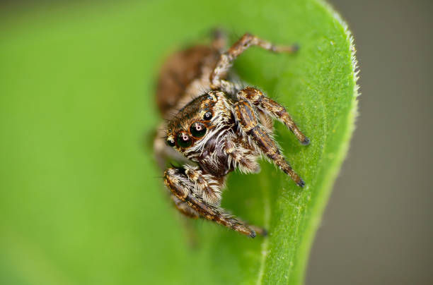 istock Evarcha falcata female. 1312839497
