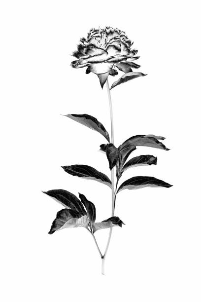 Peony flower with branch and leaves isolated on a white background. Image digitally modified with solarization black and white effect.