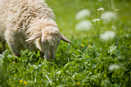 A sheep in a pasture of green grass. Sheep on an eco farm