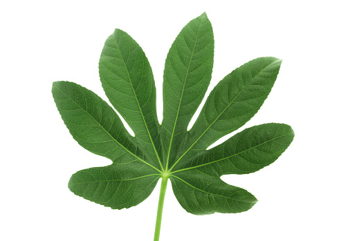 Fatsia Japonica (paperplant) leaf isolated on white background