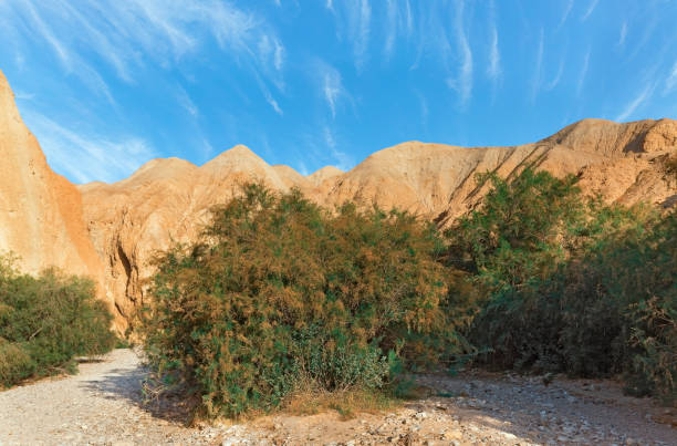 istock canyon of the OG riverbed at dawn 1312842128