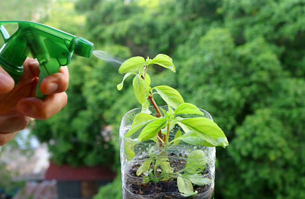 Man's Hand Watering a Small Potted Plant at the Kitchen Window-side