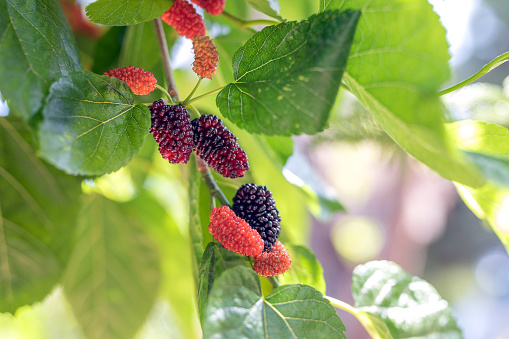 Mulberries on the branch.
