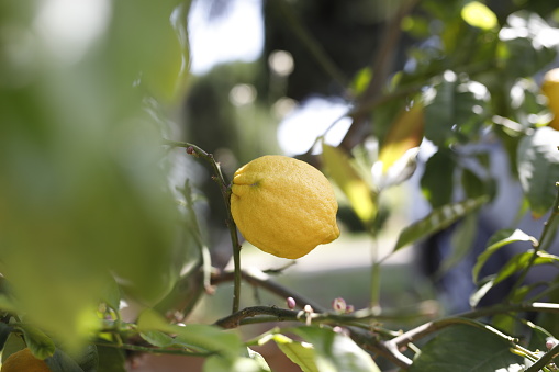 The lemon (Eureka, Bearss, Villafranca, Verna, Escondido, Genoa and Primofiori) on the branch of lemon tree. Citrus limon is a species of small evergreen tree in the flowering plant family Rutacea.