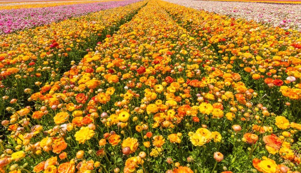 istock Orange buttercups bloom in April 1312844070