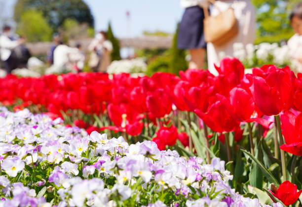 istock Beautiful tulips Japan 1312844138