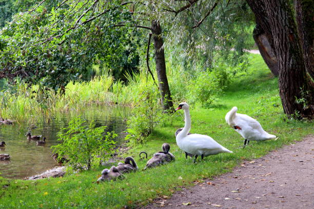 białe łabędzie i kaczki na wolności - swan white grass park zdjęcia i obrazy z banku zdjęć