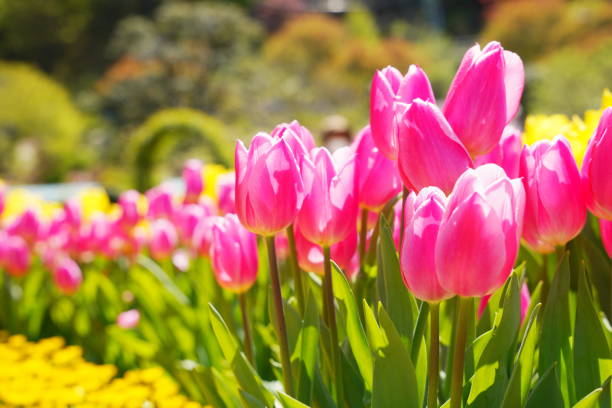 istock Beautiful tulips Japan 1312844392