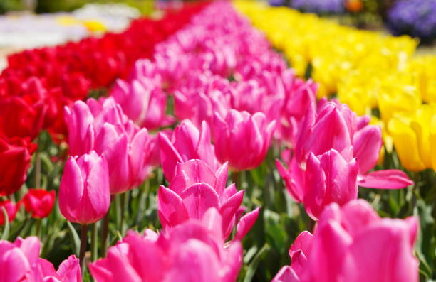 istock Beautiful tulips Japan 1312844545