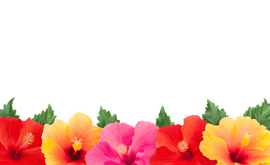 Colorful hibiscus border isolated on white