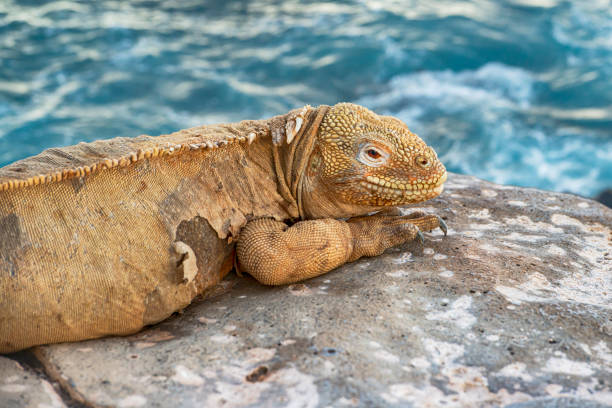 istock Galapagos land iguana at North Seymour Island 1312848502