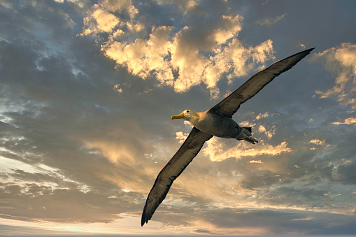 A waved albatross (Phoebastria irrorata), also known as Galapagos albatross flying over Espanola island, one of the Galapagos Islands in the Pacific Ocean. The species is endemic to the Galpagos islands. Wildlife shot.