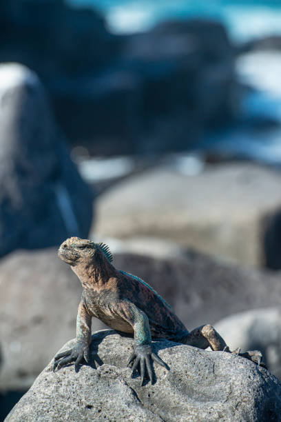 Endemic Marine iguana at Espanola, Galapagos islands