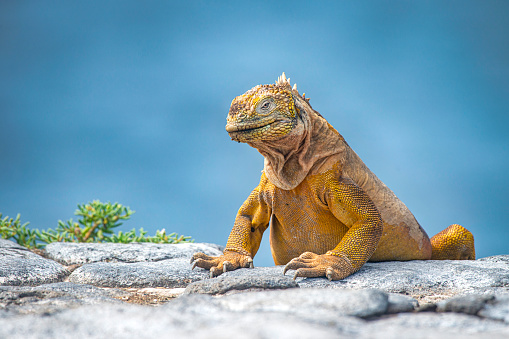 A Galapagos land iguana (Conolophus subcristatus) at North Seymour Island, Galapagos. This special subspecies of Igunana is endemic to the Galapagos Islands. Wildlife shot.