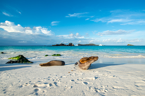 Galapagos sea lions (Zalophus wollebaeki) are sunbathing in the last sunlight at the beach of Espanola island, Galapagos Islands in the Pacific Ocean. This species of sea lion is endemic at the Galapagos islands; In the background some of the typical tourist yachts are visible. Wildlife shot.
