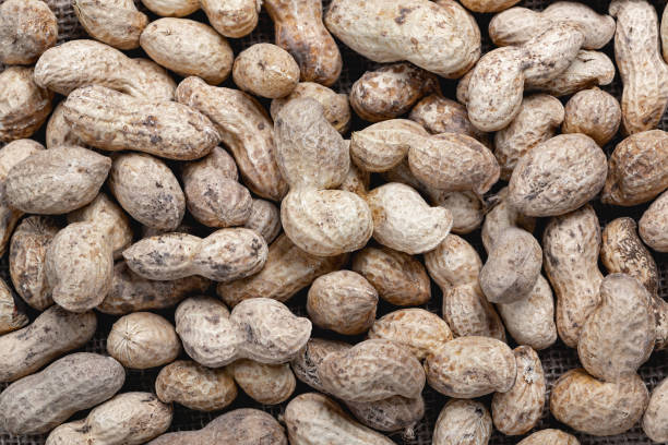istock Organic peanuts in shell . Heap of peanut closeup. 1312848720