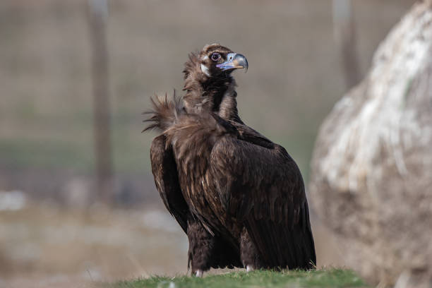 istock Cinereous Vulture Aegypius monachus 1312848722
