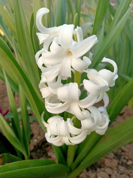 istock Spring flowers at the April garden 1312848754