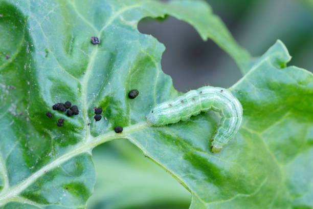 Caterpillar of the Silver Y (Autographa gamma) is a migratory moth of the family Noctuidae.