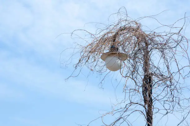 Street lamp post wrapped in branches of tree, Streetlights wrapped in twigs against blue sky. Nature beats technology. Love between nature and technology.