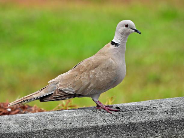 istock Eurasian Collared Dove (Streptopelia decaocto) standing on the curb 1312852141