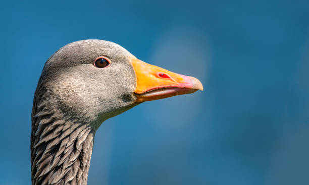 istock Portrait of a Greylag Goose. 1312853266