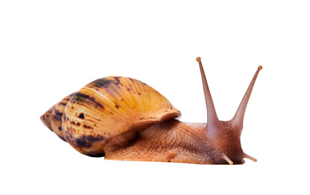 istock live snail achatina isolated on white background, side view 1312854954