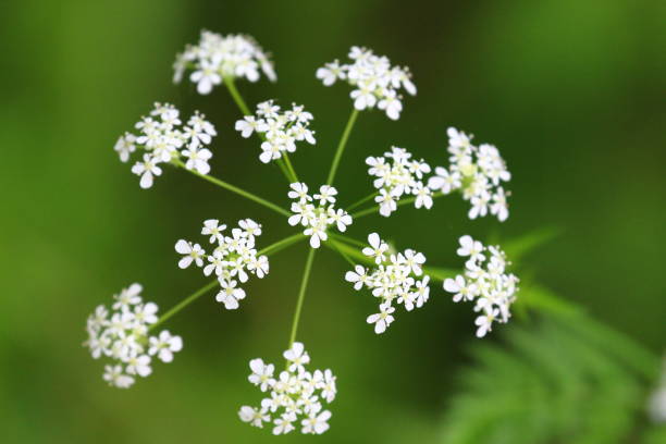 persil de vache - cow parsley photos et images de collection