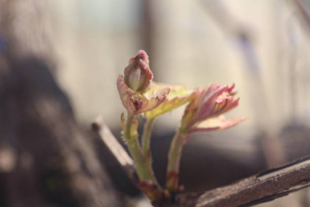 Close up of New born leaves of grapes vine. Daytime photo with selective focus