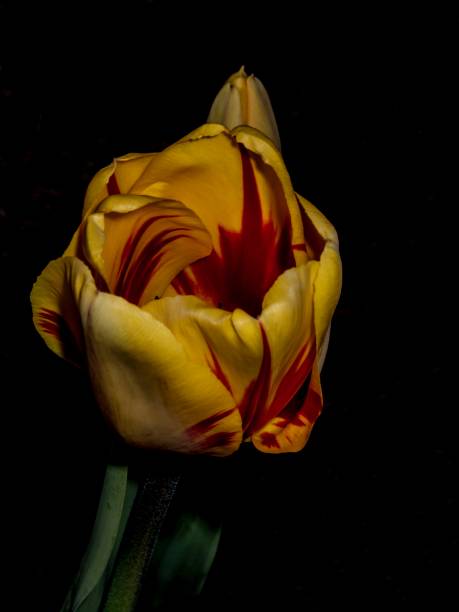 istock Yellow & Red Tulip Against Black Background. 1312859141