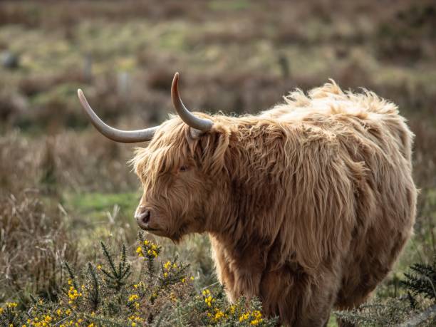 istock Highland Cows Of Spring. 1312859225