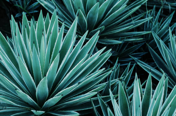Agave plants, palms and succulents in the tropical garden. Agave plants, palms and succulents in the tropical garden. Abstract pattern of plants agave tequila stock pictures, royalty-free photos & images