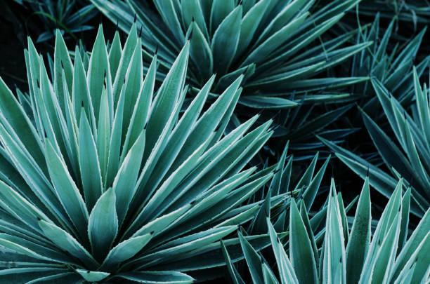 растения агавы, пальмы и суккуленты в тропическом саду. - beauty in nature blue bush color image стоковые фото и изображения