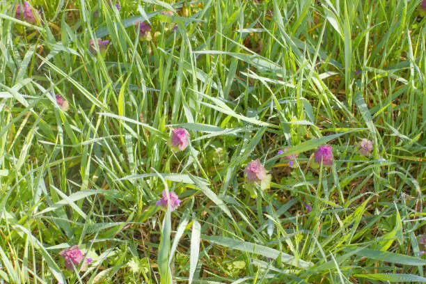 purple dead-nettles or red dead-nettles in spring or fall grassland for botanic herbaceous plants in Europe