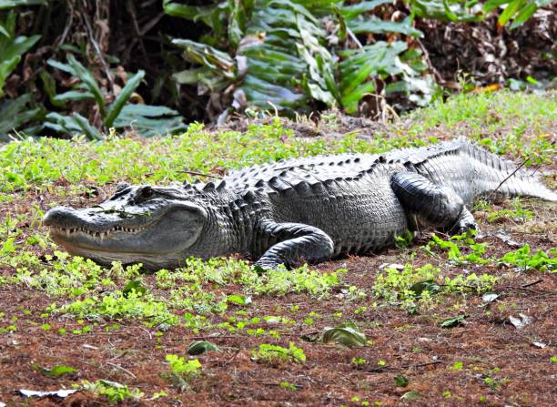 istock American Alligator (Alligator mississippiensis) resting in the grass with teeth showing 1312860143