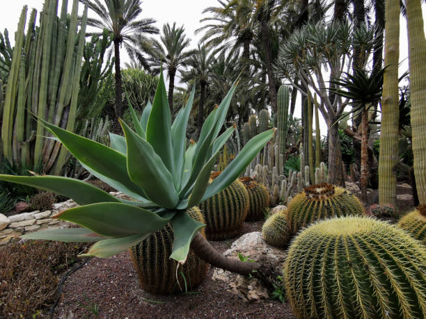cactus verdes en el suelo arenoso del parque. hermoso jardín de cactus tropicales en el elche, españa - elche españa fotografías e imágenes de stock