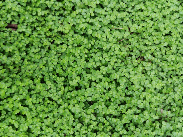 istock overgrown ivy and tropical leaves background 1312862282