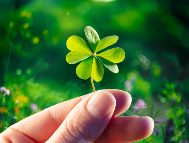 четыре листа клевера - удачи - руки держать лаки shamrock - four leaf clover clover luck leaf стоковые фото и изображения