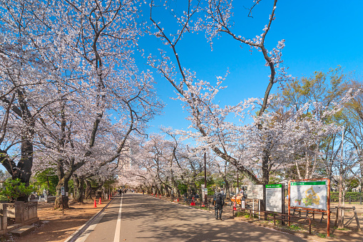 tokyo, japan - march 30 2021: Main aisle of Yanaka cemetery overlooked by large yoshino cherry blossoms with tourists walking down to the Tennoji temple and a guide map signboard.