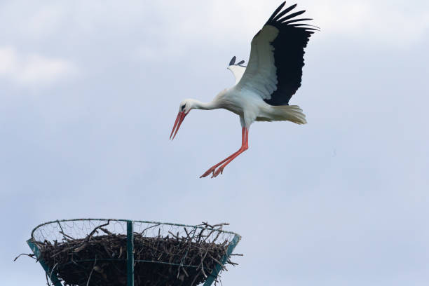 istock White and black feather stork approaching the nest in flight.  Wild birds.  Large birds.  Large birds.  Migratory birds 1312864779
